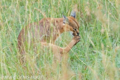 caracal