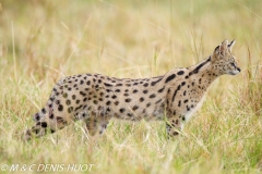 serval