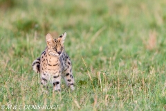 serval