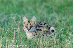 serval