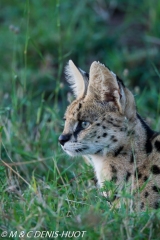 Serval cat