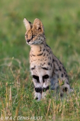 serval