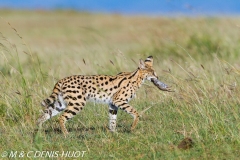 serval
