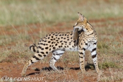 serval