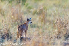 caracal