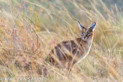 caracal