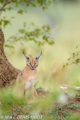 caracal