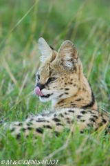 serval