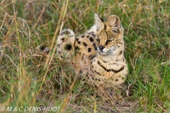 serval