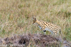 serval