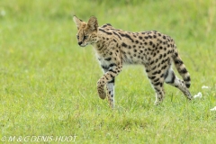 Serval cat