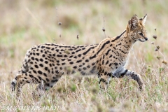 serval