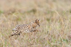 serval