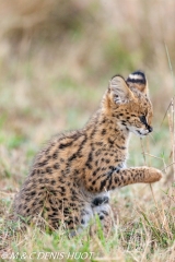 serval