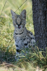 serval