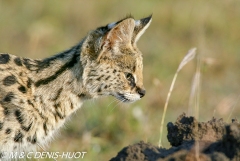 serval