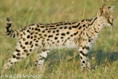 serval