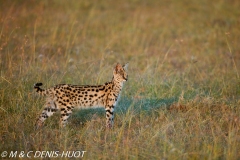 serval