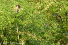 Singe vert / Vervet monkey