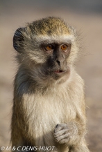 Singe vert / Vervet monkey