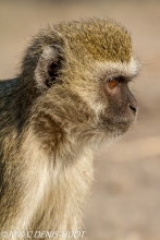 Singe vert / Vervet monkey