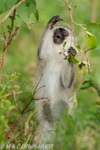 Singe vert / Vervet monkey