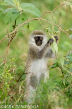 Singe vert / Vervet monkey