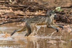 Singe vert / Vervet monkey