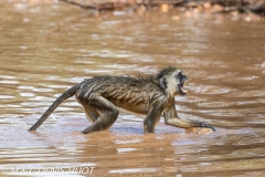 Singe vert / Vervet monkey