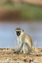 Singe vert / Vervet monkey