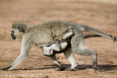 Singe vert / Vervet monkey