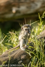 Singe vert / Vervet monkey