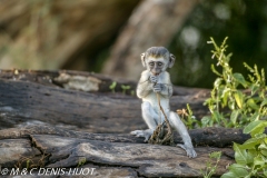 Singe vert / Vervet monkey