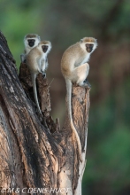 Singe vert / Vervet monkey