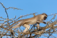 Singe vert / Vervet monkey