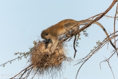 Singe vert / Vervet monkey