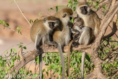 Singe vert / Vervet monkey