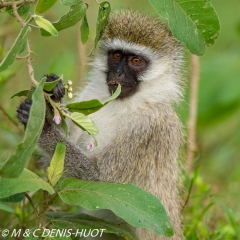 Singe vert / Vervet monkey