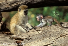 Singe vert / Vervet monkey