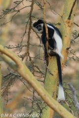 Colobus guereza