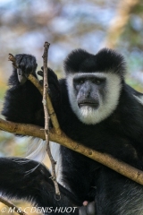 Colobus guereza