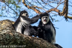 Colobus guereza