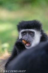 Colobus guereza