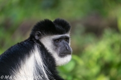 Colobus guereza