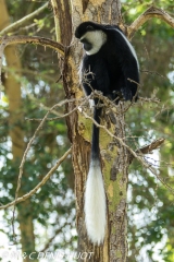 Colobus guereza