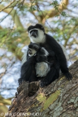 Colobus guereza