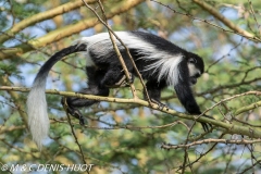 Colobus guereza