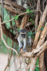 Singe vert / Vervet monkey