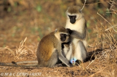 Singe vert / Vervet monkey