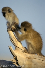 Singe vert / Vervet monkey